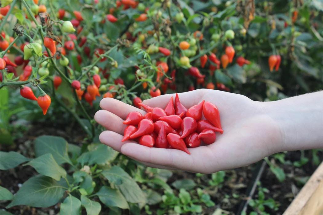 Biquinho pepper seeds, capsicum best gift for him her mom dad, birthday organic DIY gardening fruit vegetables herbs spices cooking baking