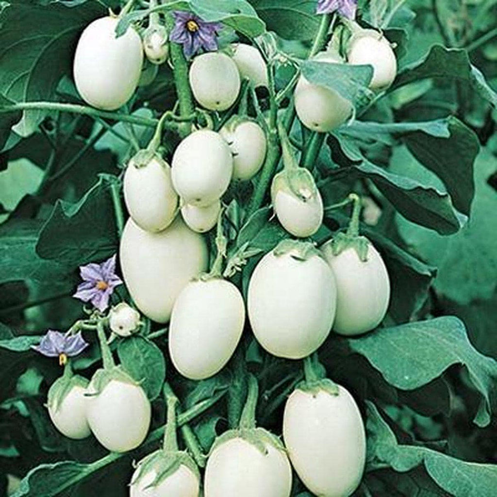 Aubergine White Egg seeds, Eggplant, White Garden Eggs, vegetables, best gift for him her mom dad, birthday organic DIY gardening fruit