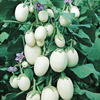 Aubergine White Egg seeds, Eggplant, White Garden Eggs, vegetables, best gift for him her mom dad, birthday organic DIY gardening fruit