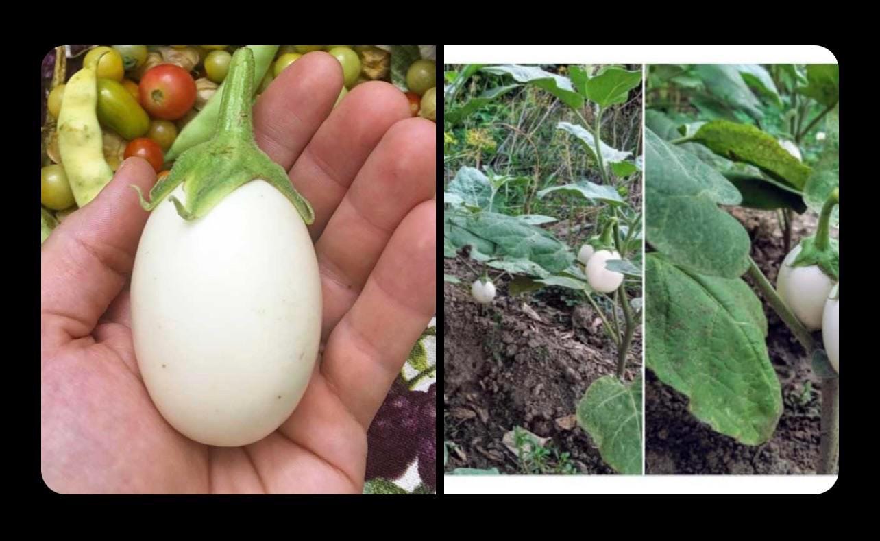 Aubergine White Egg seeds, Eggplant, White Garden Eggs, vegetables, best gift for him her mom dad, birthday organic DIY gardening fruit