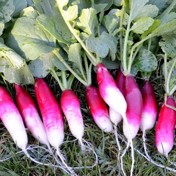 Radish "French Breakfast" best gift for him her mom dad, birthday organic DIY gardening healthy home grown tasty vegetables