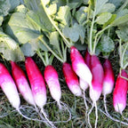 Radish "French Breakfast" best gift for him her mom dad, birthday organic DIY gardening healthy home grown tasty vegetables