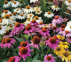 Rudbeckia Paradiso Seeds: DIY Perennial Coneflower, Easy to Grow, Great Gardening Gift, Pollinator Friendly