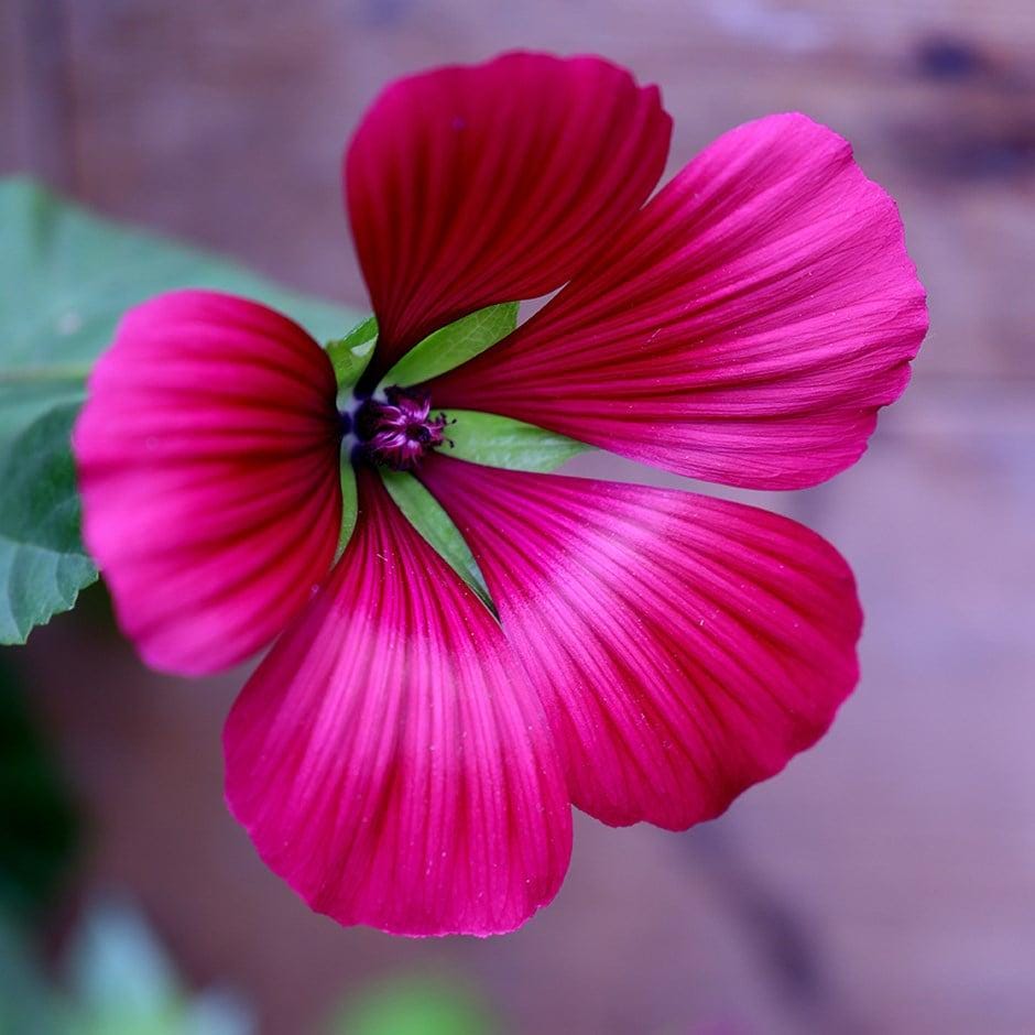 Malope Flower seeds, best gift for him her mom dad teacher, home decor DIY birthday pink flowering plants organic gardening Red Queen