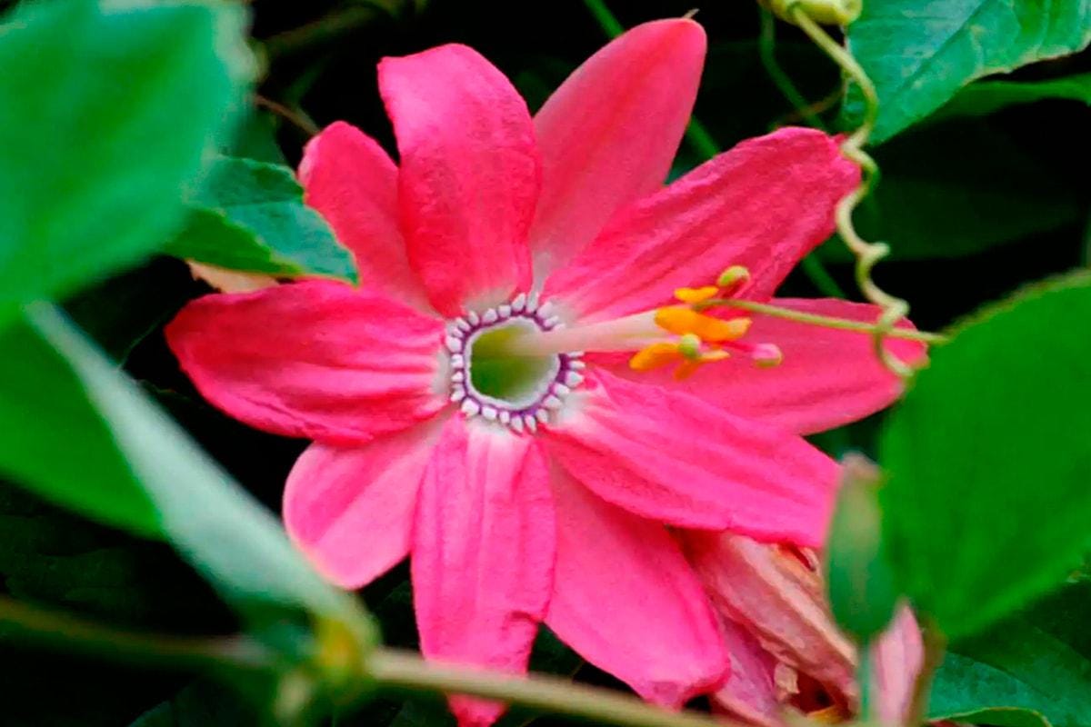 Pink Passion Flower seeds, passiflora outdoor garden home decor gift for him her mom dad, organic gardening flowering plants birthday DIY