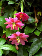 Pink Passion Flower seeds, passiflora outdoor garden home decor gift for him her mom dad, organic gardening flowering plants birthday DIY