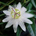 White Passion Flower seeds, Passiflora Caerulea White, outdoor garden home decor gift for him her mom dad gardening flowering plant birthday