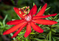 Red Passion Flower seeds, Passiflora coccinea, outdoor garden home decor gift for him her mom dad gardening flowering plant birthday DIY