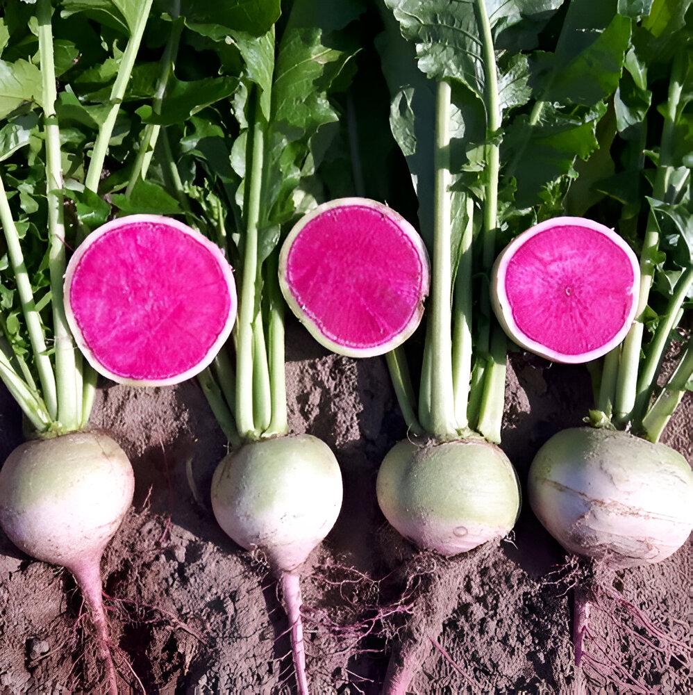Chinese Watermelon Radish Seeds: Organic Healthy Fruit & Vegetables, Easy to Grow