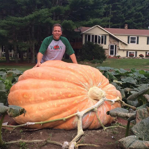 Atlantic Giant Pumpkin Seeds: XXL Organic Heirloom Variety, Break All World Records!