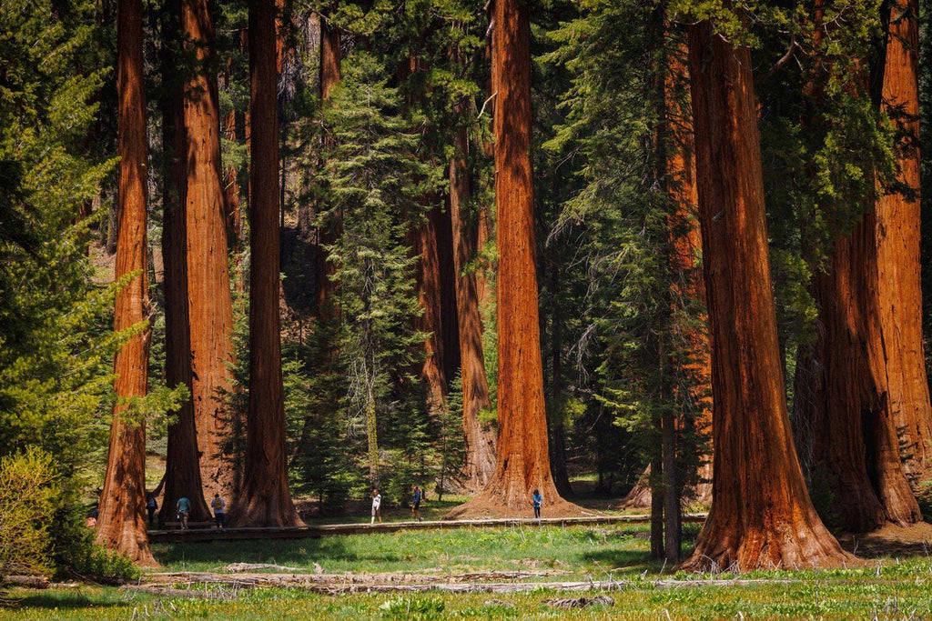 Giant Sequoia Tree seeds, Sequoiadendron giganteum The Tallest Tree in the WORLD, home decor gift for him her mom dad teacher gardening DIY