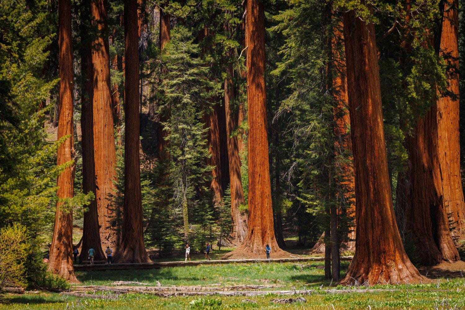 Giant Sequoia Tree Seeds: Grow the World's Tallest Tree, Largest Living Thing on Earth