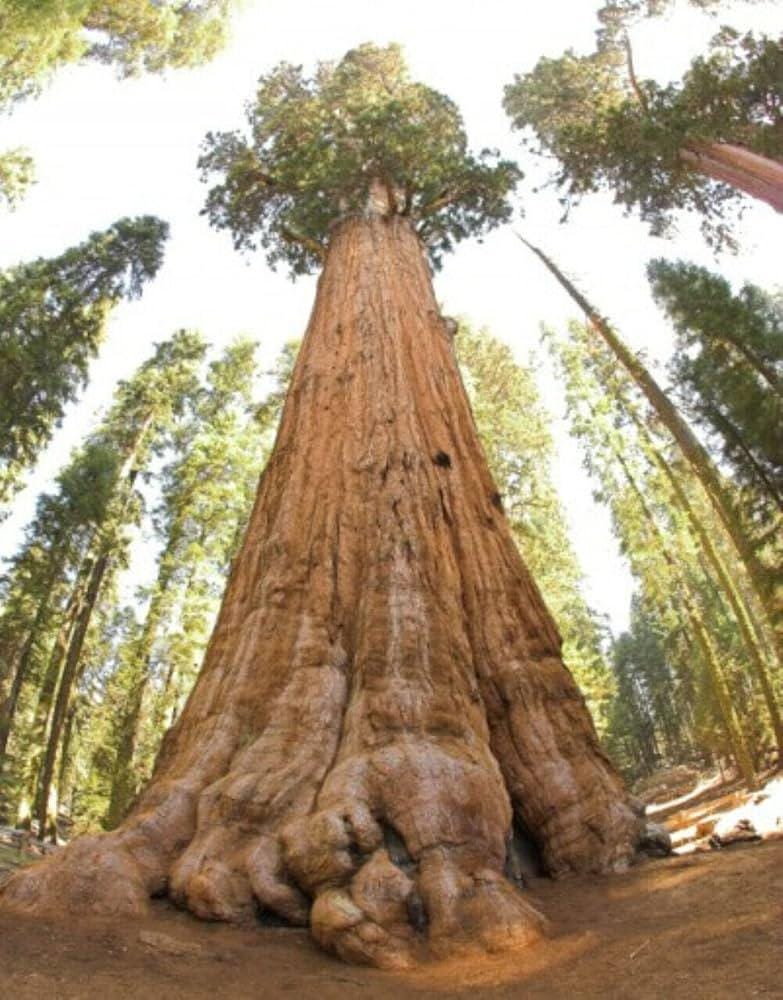 Giant Sequoia Tree Seeds: Grow the World's Tallest Tree, Largest Living Thing on Earth