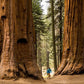 Giant Sequoia Tree seeds, Sequoiadendron giganteum The Tallest Tree in the WORLD, home decor gift for him her mom dad teacher gardening DIY