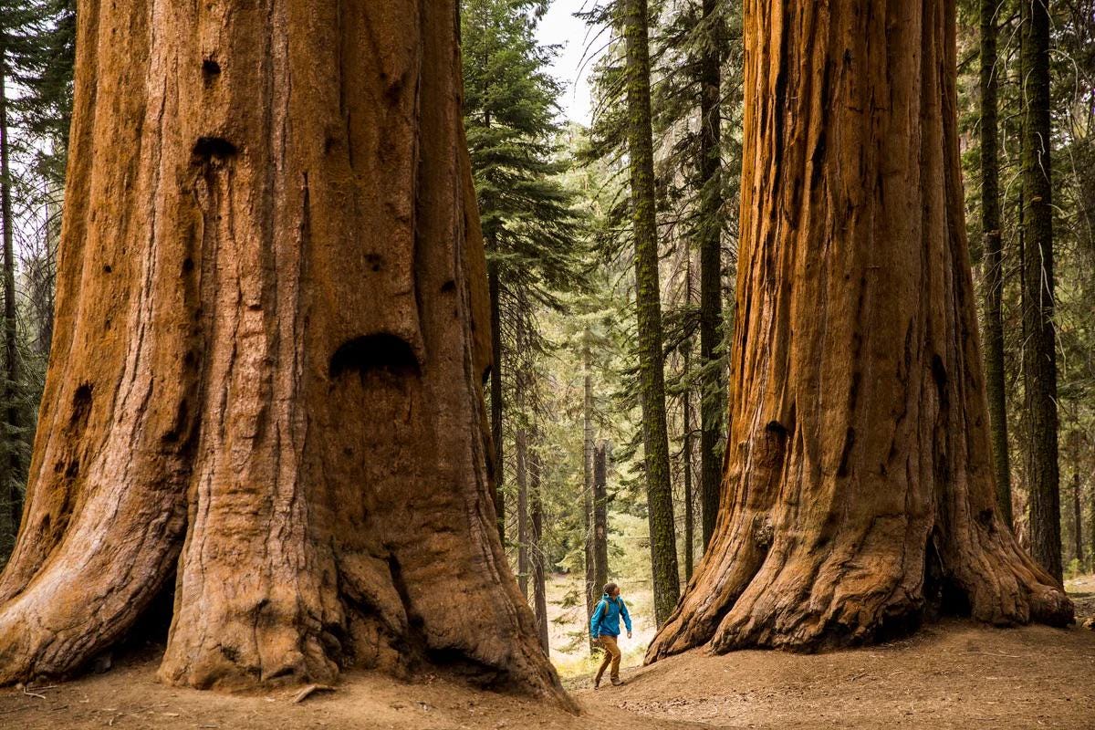 Giant Sequoia Tree Seeds: Grow the World's Tallest Tree, Largest Living Thing on Earth