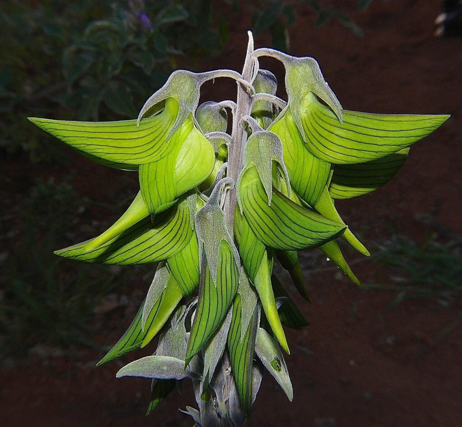 Green Birdflower seeds, Regal Bird Flower Crotalaria cunninghamii (seeds for all year round) gift for him her mom dad teacher DIY gardening
