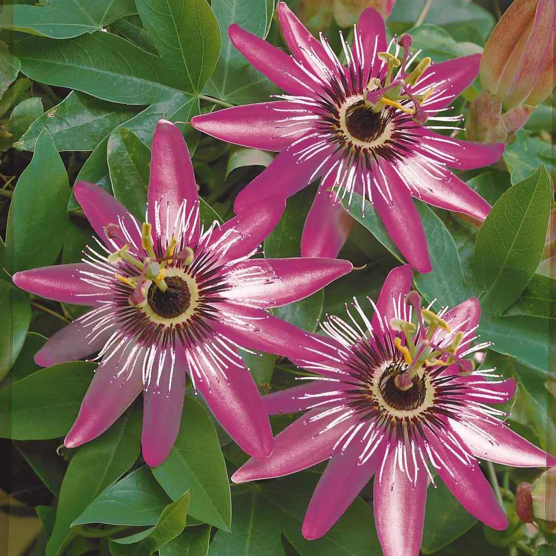 Perfume Pink Passion Flower seeds, Passiflora x violacea, Victoria outdoor garden home decor gift for him her mom dad birthday gardening DIY