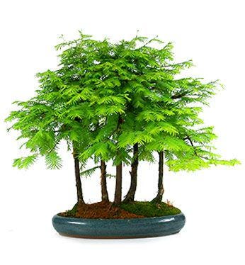 Metasequoia Bonsai Tree seeds, the fossil tree, 150 million years old, home decor gift for him her mom dad teacher gardening DIY