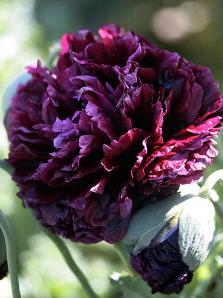 Black Peony Poppy seeds, flowering plant best gift for him her mom dad teacher home decor DIY birthday organic gardening