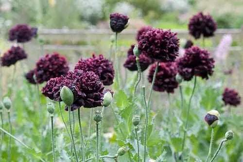 Black Peony Poppy seeds, flowering plant best gift for him her mom dad teacher home decor DIY birthday organic gardening