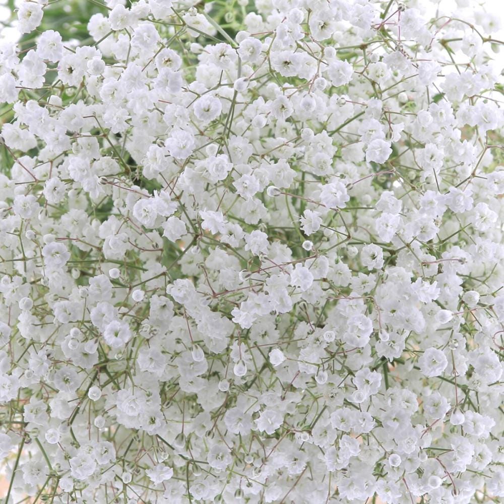 Pink & White Baby Breath seeds, perennial Baby's Breath Flowers, gift for him her mom dad teacher organic gardening, home decor DIY