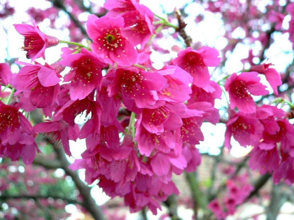 Taiwanese Pink Cherry Blossom Tree Seeds: Prunus campanulata, Sakura, Easy to Grow