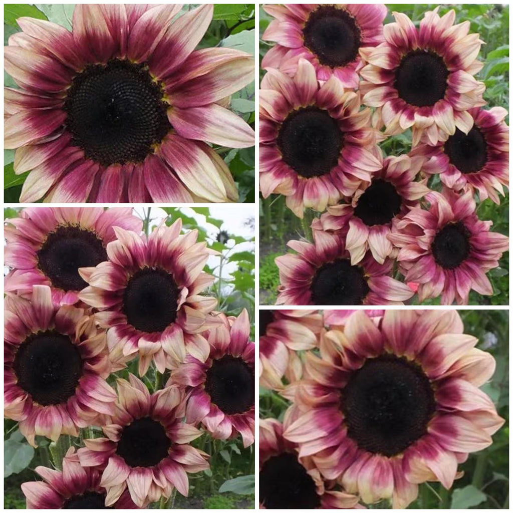 Plum Sunflower Seeds: Pink Flowering Plants Organic Gardening