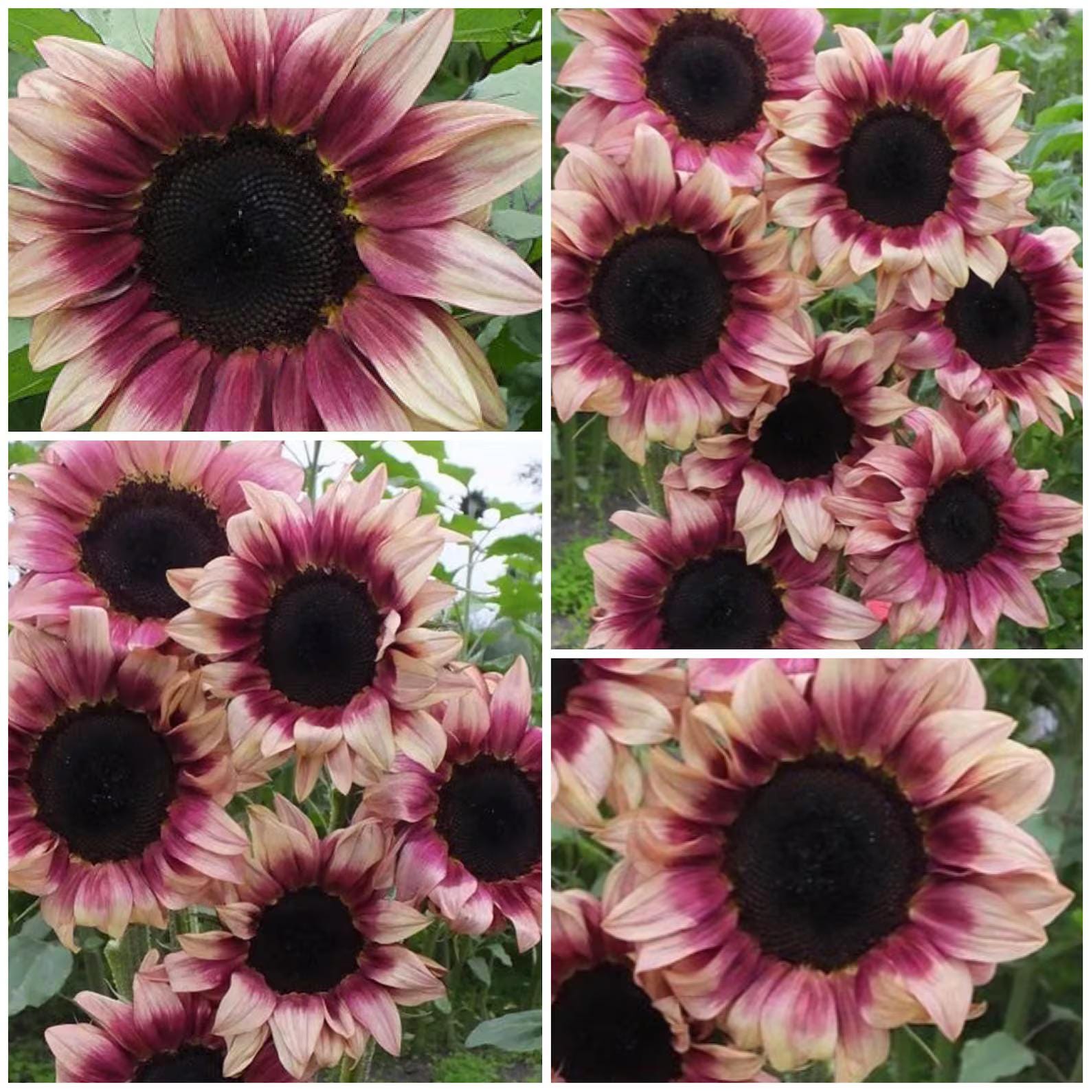Plum Sunflower Seeds: Pink Flowering Plants Organic Gardening
