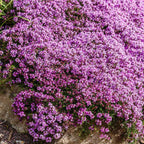 Creeping Wild Thyme seeds, perennial frost hardy ground cover magic carpet, gift for him her mom dad home decor teacher gifts DIY gardening