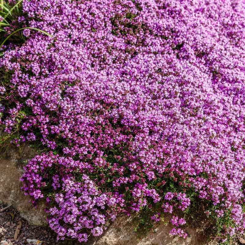 Creeping Wild Thyme seeds, perennial frost hardy ground cover magic carpet, gift for him her mom dad home decor teacher gifts DIY gardening