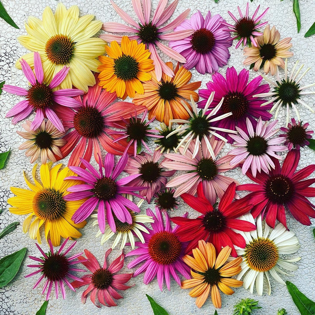 Rudbeckia Paradiso Seeds: DIY Perennial Coneflower, Easy to Grow, Great Gardening Gift, Pollinator Friendly