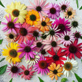 Rudbeckia Paradiso Seeds: DIY Perennial Coneflower, Easy to Grow, Great Gardening Gift, Pollinator Friendly