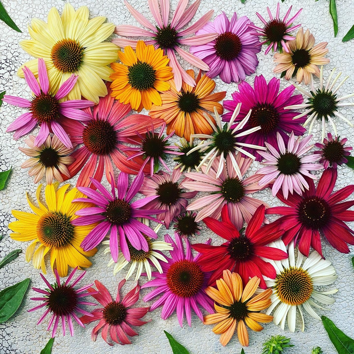 Rudbeckia Paradiso Seeds: DIY Perennial Coneflower, Easy to Grow, Great Gardening Gift, Pollinator Friendly