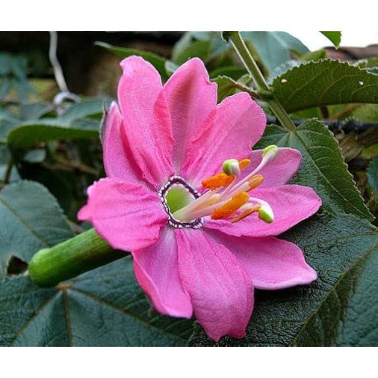 Pink Passion Flower seeds, passiflora outdoor garden home decor gift for him her mom dad, organic gardening flowering plants birthday DIY