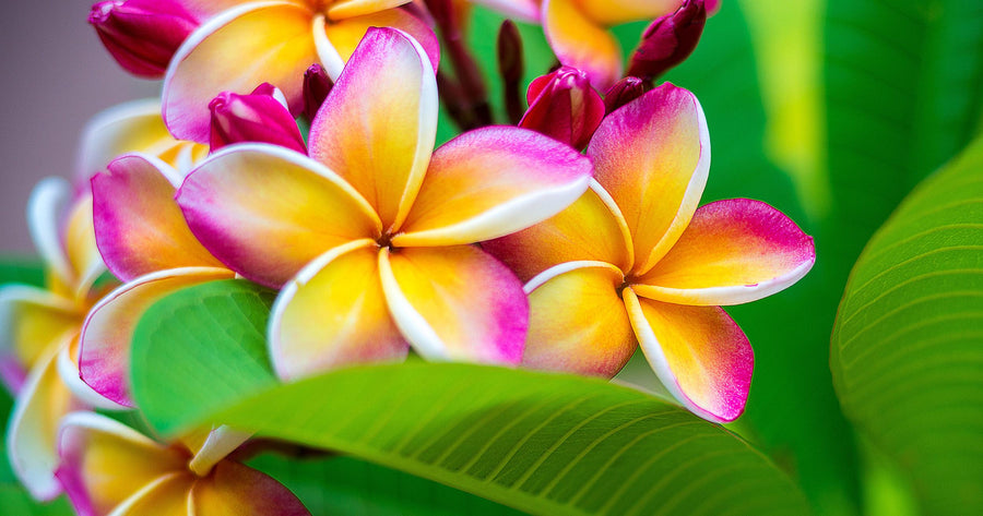 Frangipani Plumeria seeds, pink orange yellow tropical flowering plant gift for him her mom dad teacher home decor birthday gardening flower