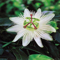 White Passion Flower seeds, Passiflora Caerulea White, outdoor garden home decor gift for him her mom dad gardening flowering plant birthday