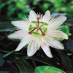 White Passion Flower seeds, Passiflora Caerulea White, outdoor garden home decor gift for him her mom dad gardening flowering plant birthday
