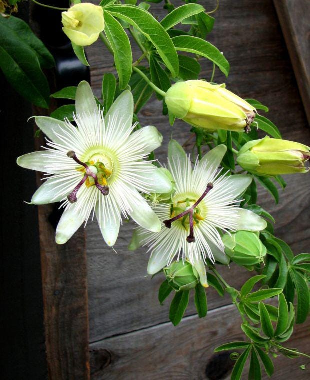 White Passion Flower seeds, Passiflora Caerulea White, outdoor garden home decor gift for him her mom dad gardening flowering plant birthday