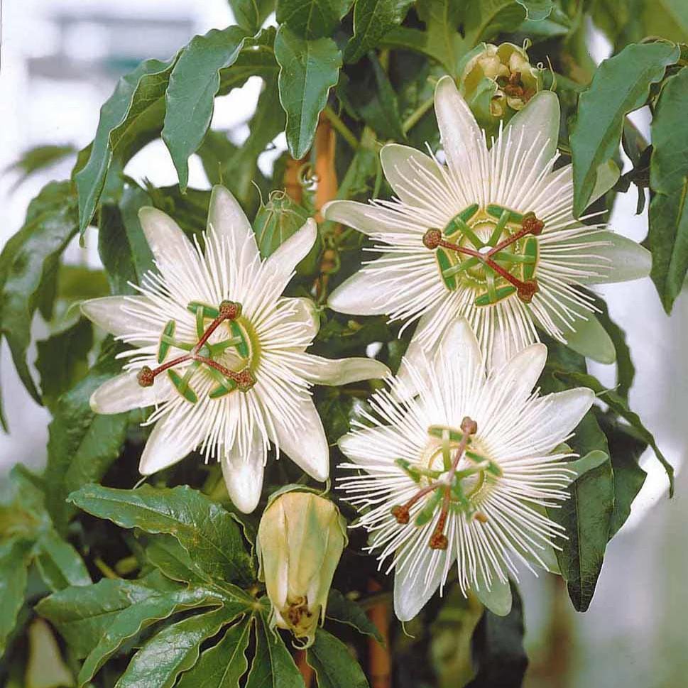 White Passion Flower seeds, Passiflora Caerulea White, outdoor garden home decor gift for him her mom dad gardening flowering plant birthday