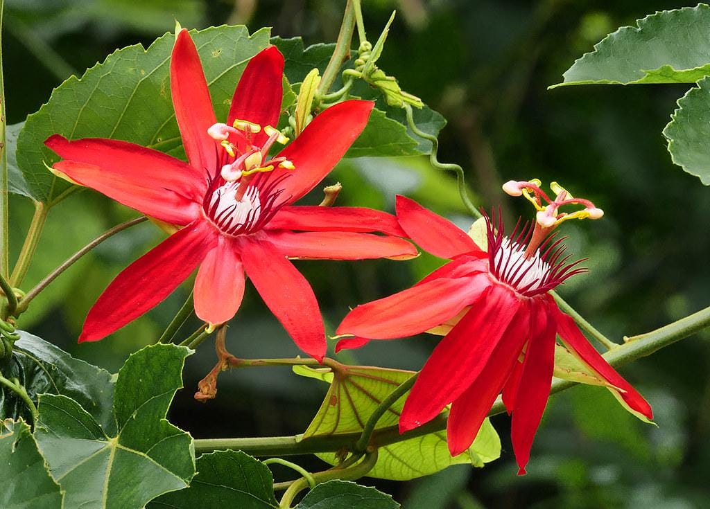Red Passion Flower seeds, Passiflora coccinea, outdoor garden home decor gift for him her mom dad gardening flowering plant birthday DIY