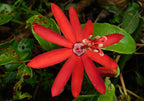 Red Passion Flower seeds, Passiflora coccinea, outdoor garden home decor gift for him her mom dad gardening flowering plant birthday DIY