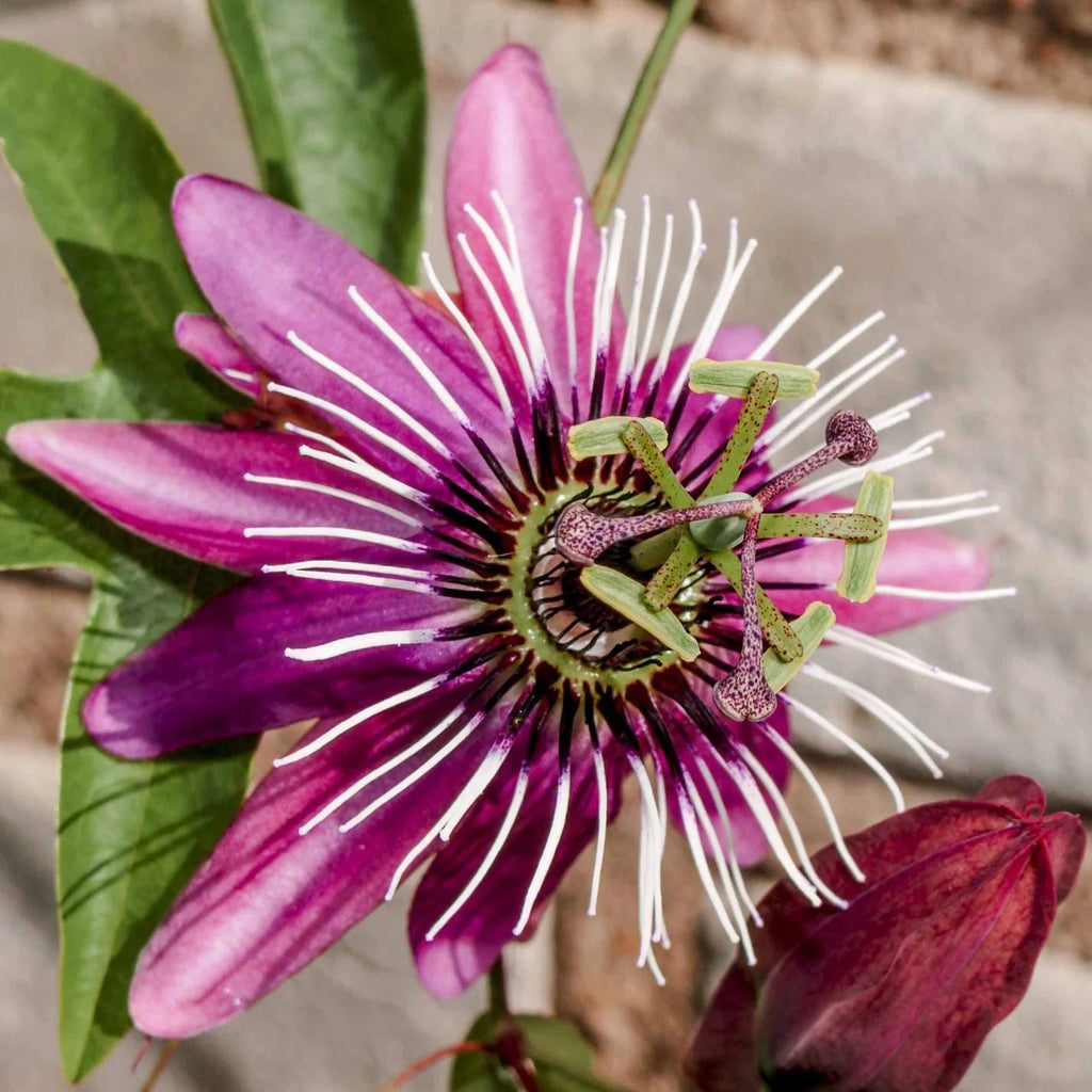 Perfume Pink Passion Flower seeds, Passiflora x violacea, Victoria outdoor garden home decor gift for him her mom dad birthday gardening DIY