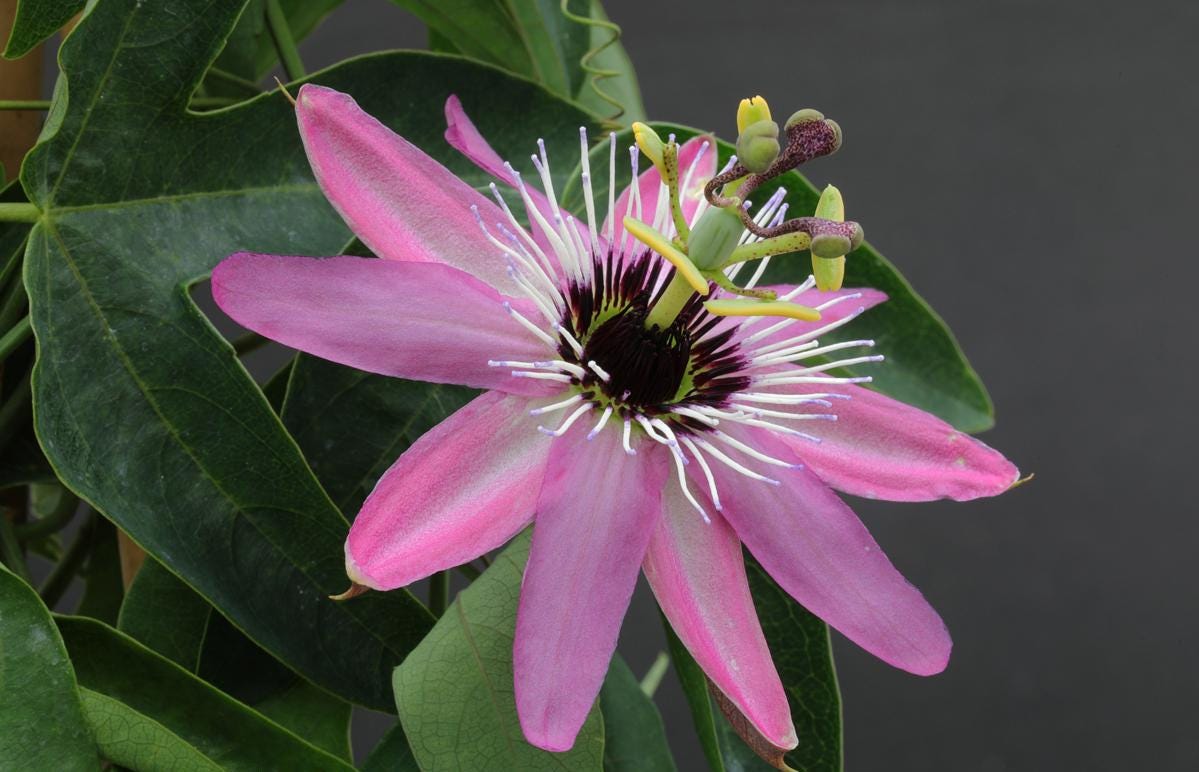 Perfume Pink Passion Flower seeds, Passiflora x violacea, Victoria outdoor garden home decor gift for him her mom dad birthday gardening DIY