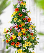 Colourful Black Eyed Susan Seeds: Thunbergia Flowering Plant, Climbing Vining Flowers, Easy to Grow