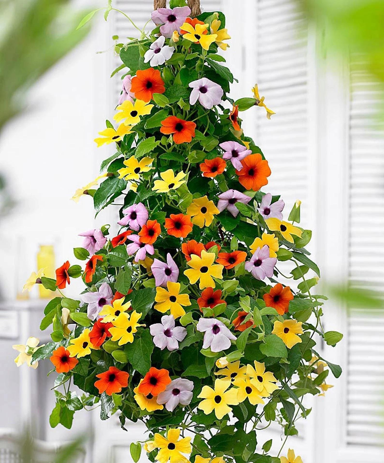 Colourful Black Eyed Susan Seeds: Thunbergia Flowering Plant, Climbing Vining Flowers, Easy to Grow