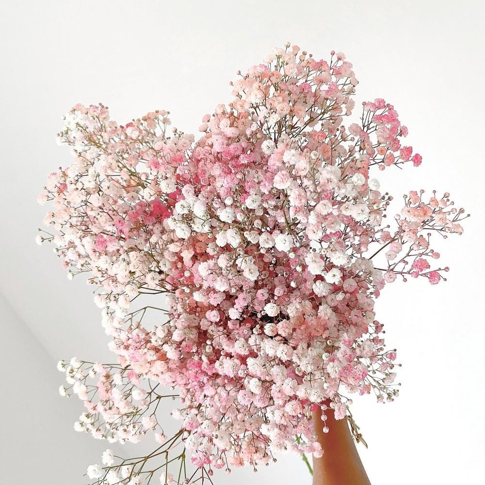 Pink & White Baby Breath seeds, perennial Baby's Breath Flowers, gift for him her mom dad teacher organic gardening, home decor DIY
