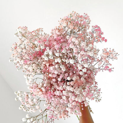 Pink & White Baby Breath seeds, perennial Baby's Breath Flowers, gift for him her mom dad teacher organic gardening, home decor DIY