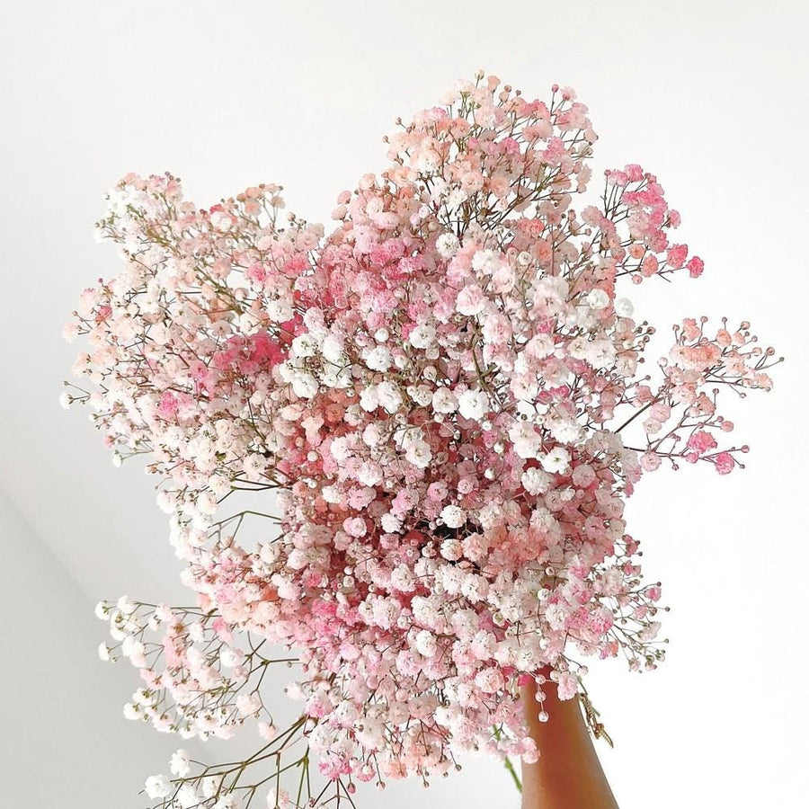 Pink & White Baby Breath seeds, perennial Baby's Breath Flowers, gift for him her mom dad teacher organic gardening, home decor DIY