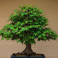 Maple Tree Bonsai Tree seeds, home decor gift for him her mom dad teacher gardening DIY flowering plants perennial frost hardy, easy care