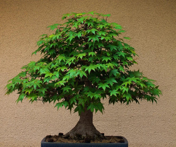 Maple Tree Bonsai Tree seeds, home decor gift for him her mom dad teacher gardening DIY flowering plants perennial frost hardy, easy care